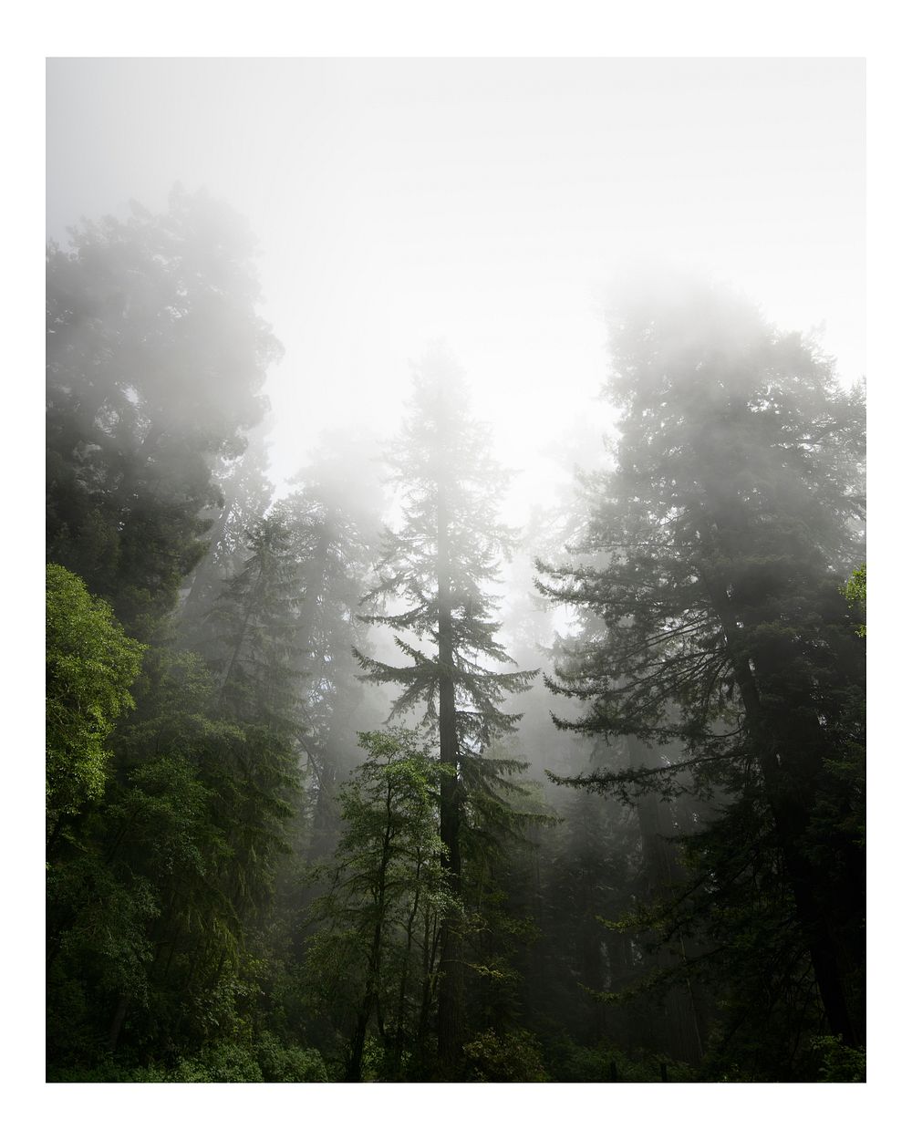 Moody aesthetic misty woods art print poster, nature wall decor