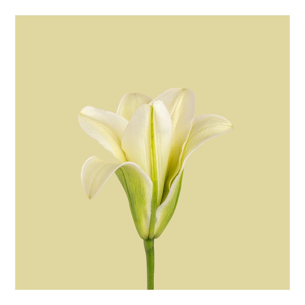 Aesthetic white lily art print, minimal wall decor