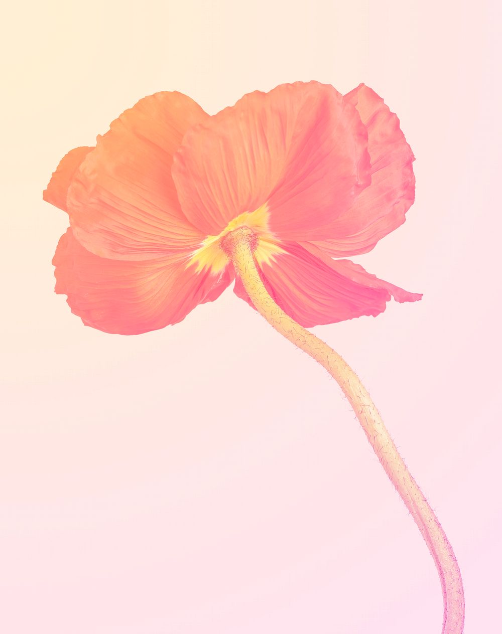 Orange poppy flower, gradient tone