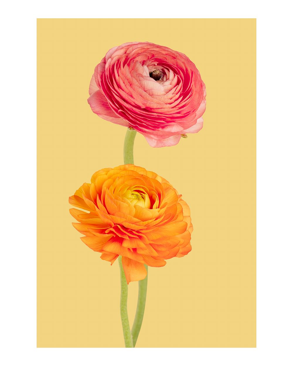 Aesthetic flower art print poster, pink and orange wall decor