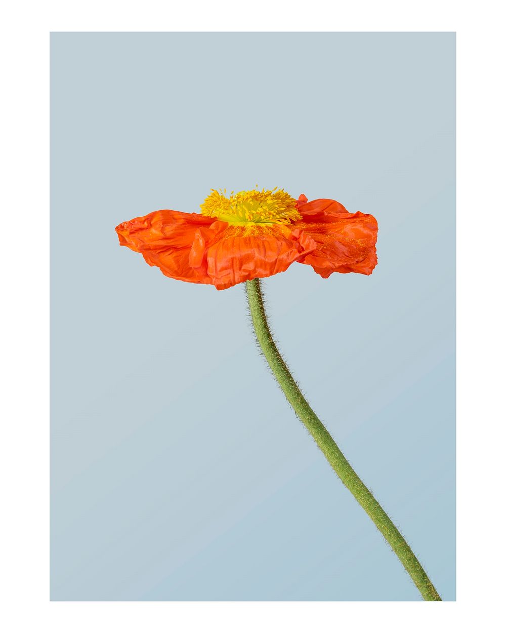 Aesthetic flower art print, orange poppy wall decor