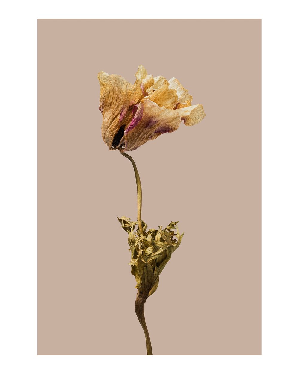 Aesthetic flower art print poster, dried anemone wall decor