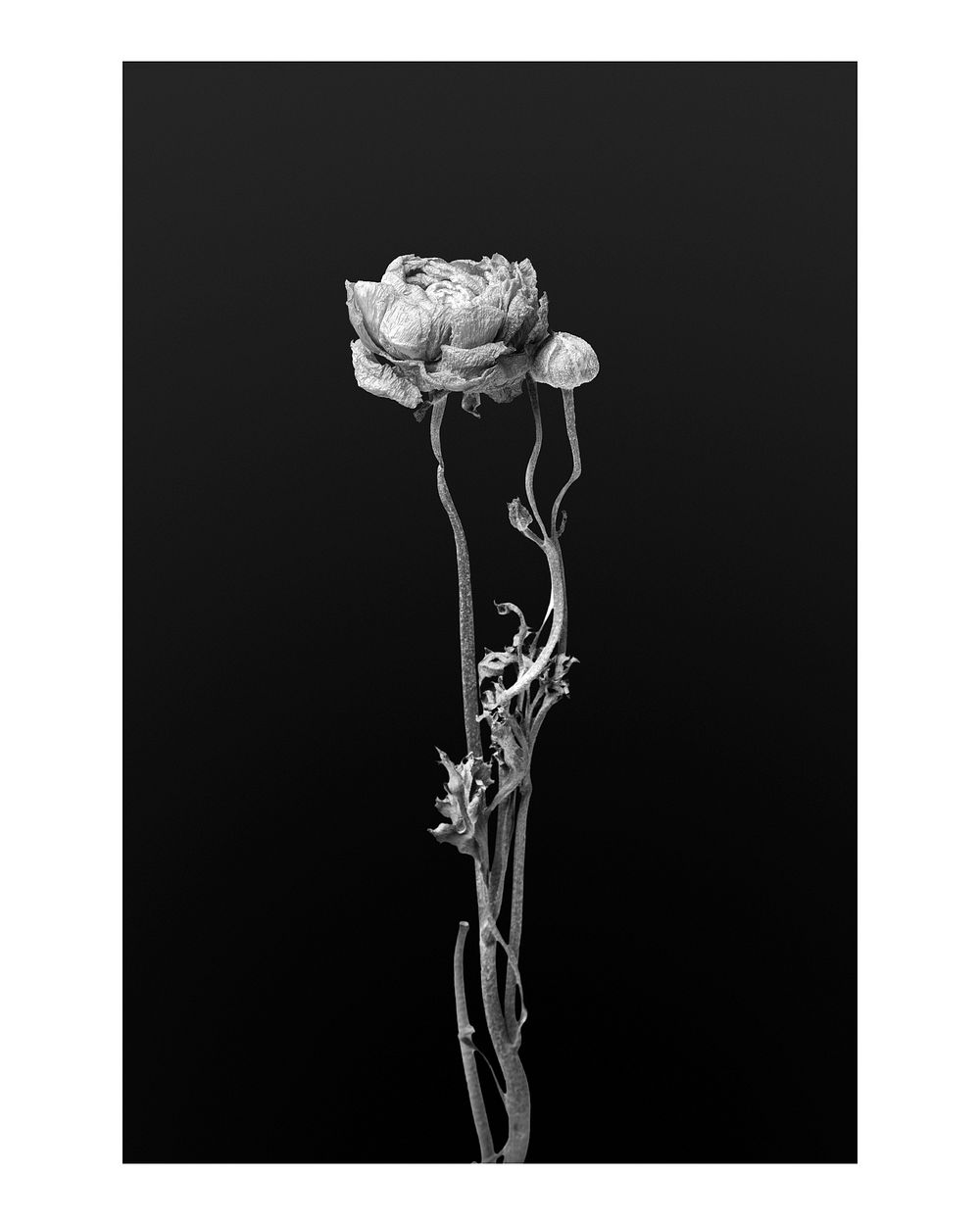 Aesthetic flower art print, monotone wall decor