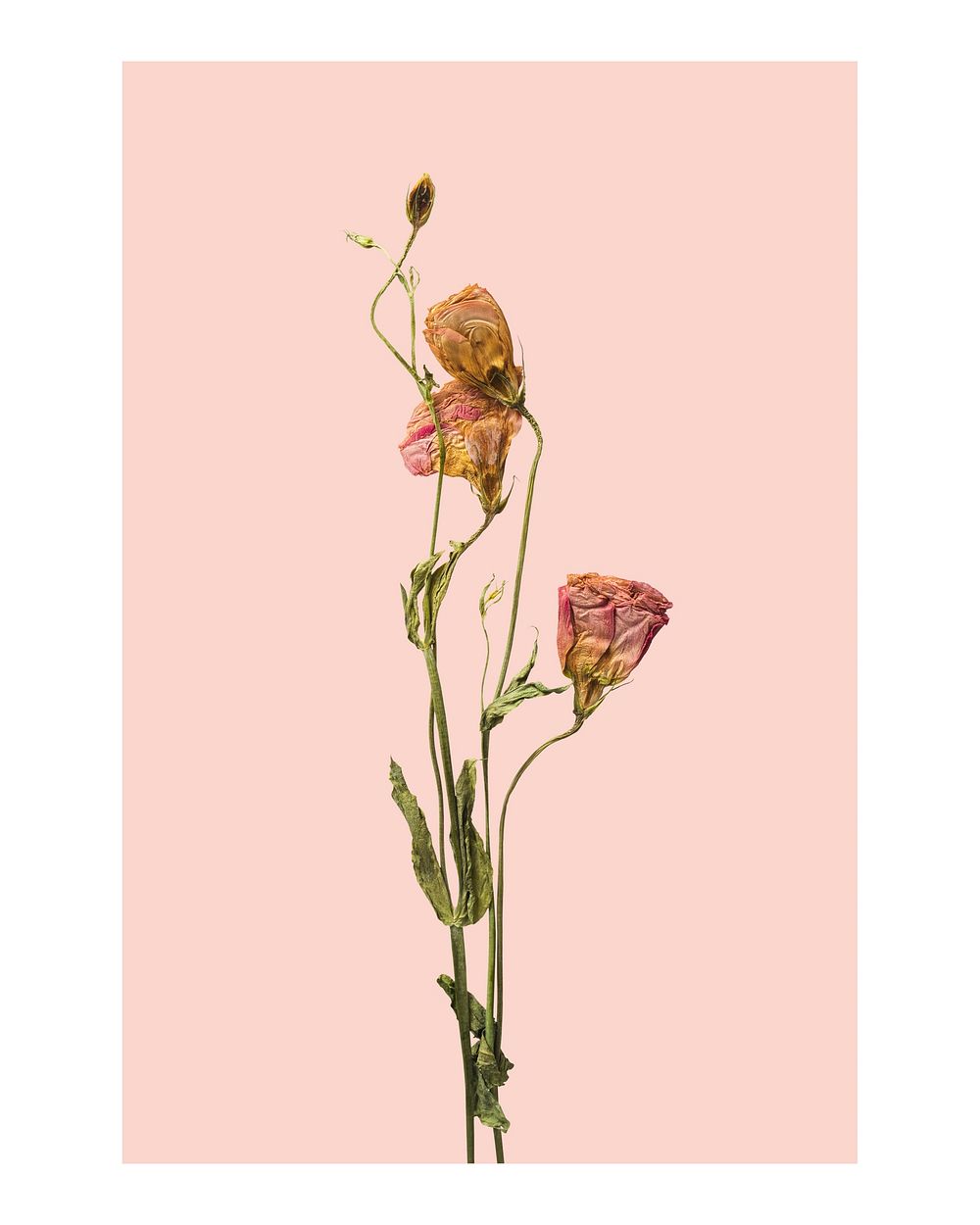 Aesthetic flower art print, dried lisianthus wall decor