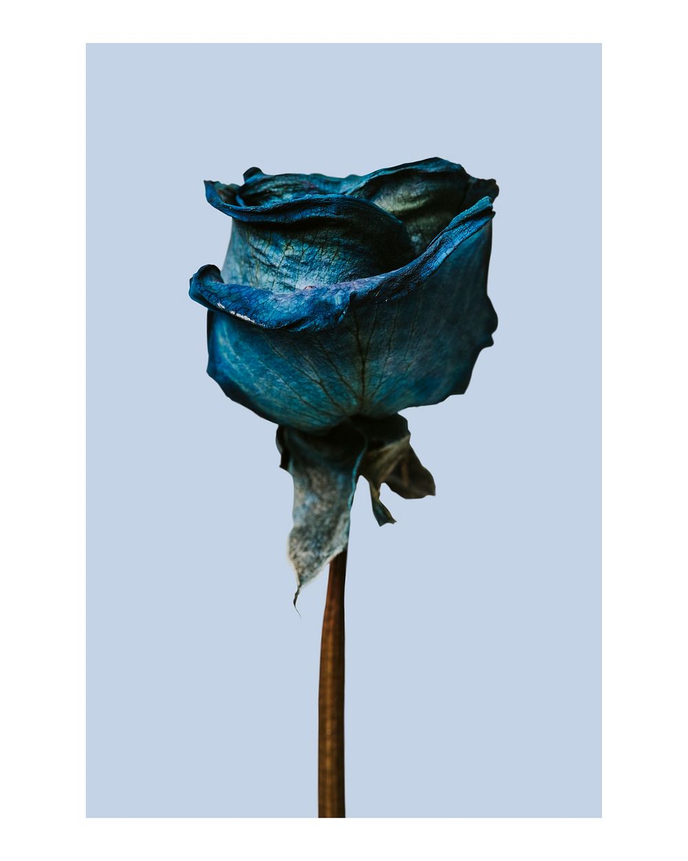 Dried rose art print, blue minimal wall decor