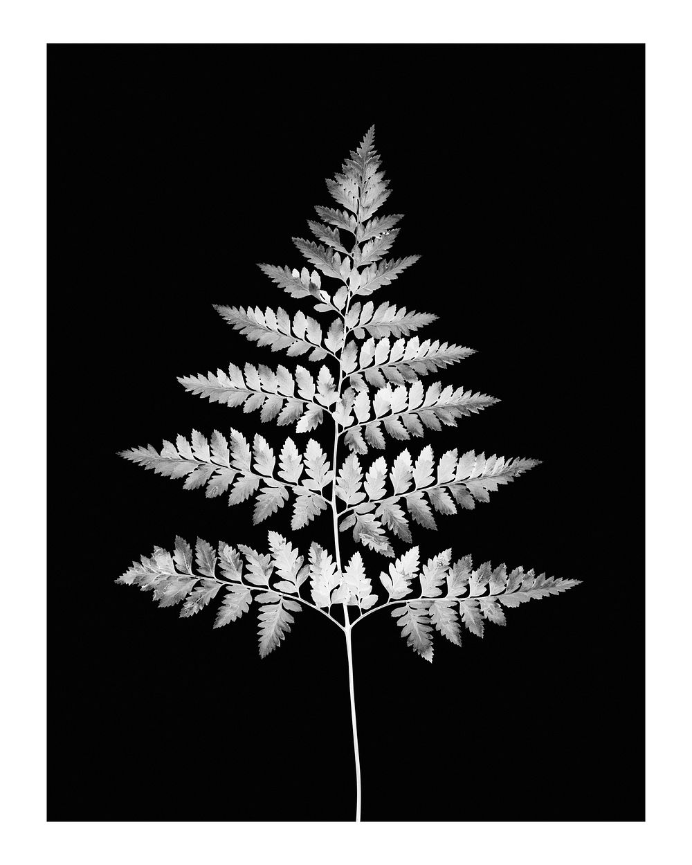 Aesthetic fern leaf art print, monotone, plant wall decor