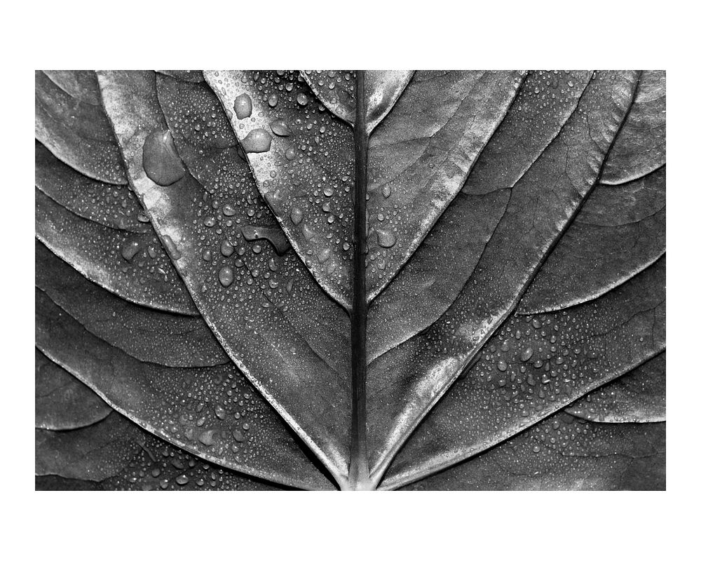 Aesthetic leaf texture art print monotone, macro shot, wall decor