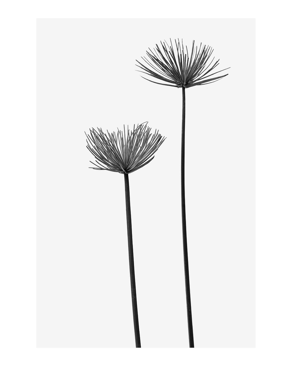 Aesthetic plant art print poster monotone, papyrus wall decor