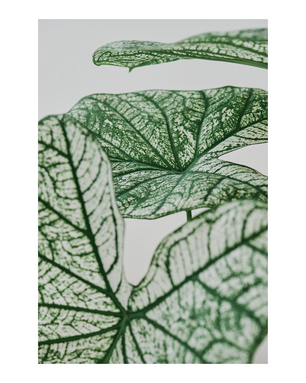 Aesthetic leaf texture art print, macro shot, wall decor