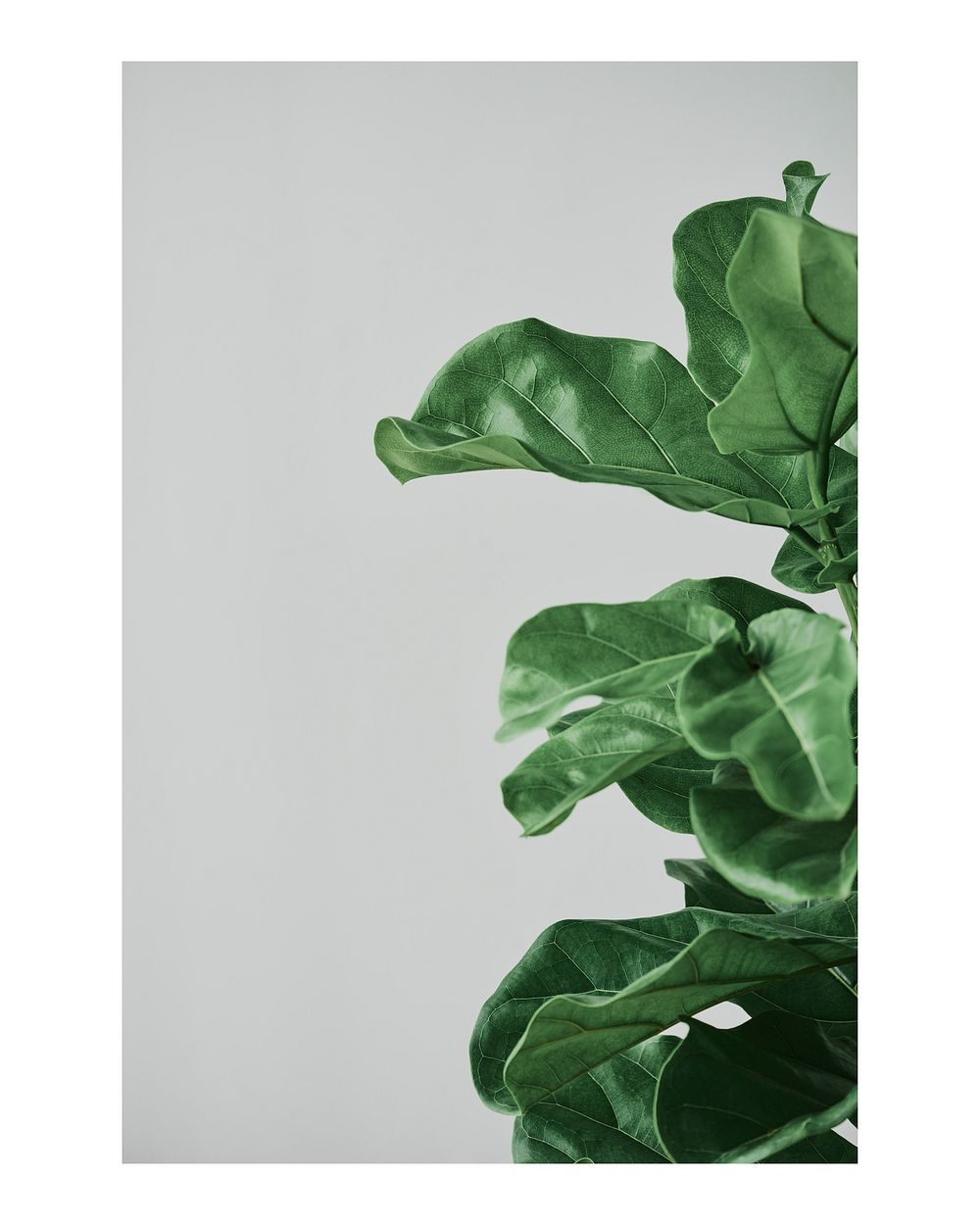 Aesthetic plant art print poster fiddle leaf fig wall decor