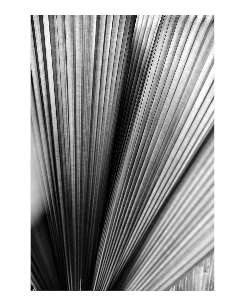 Aesthetic plant art print poster monotone, ruffled leaf palm wall decor