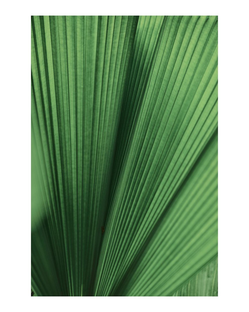 Aesthetic plant art print, ruffled leaf palm wall decor