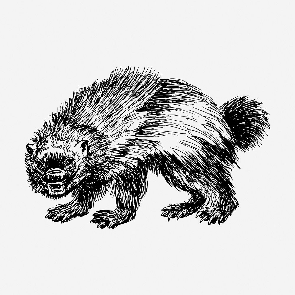 Wolverine drawing, vintage wildlife illustration. Free public domain CC0 image.
