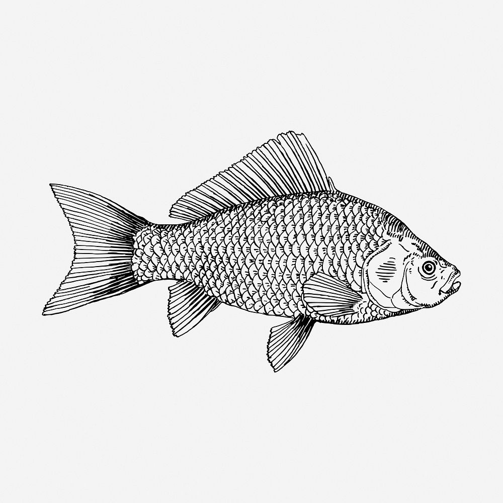 Fish drawing, vintage sea life illustration. Free public domain CC0 image.