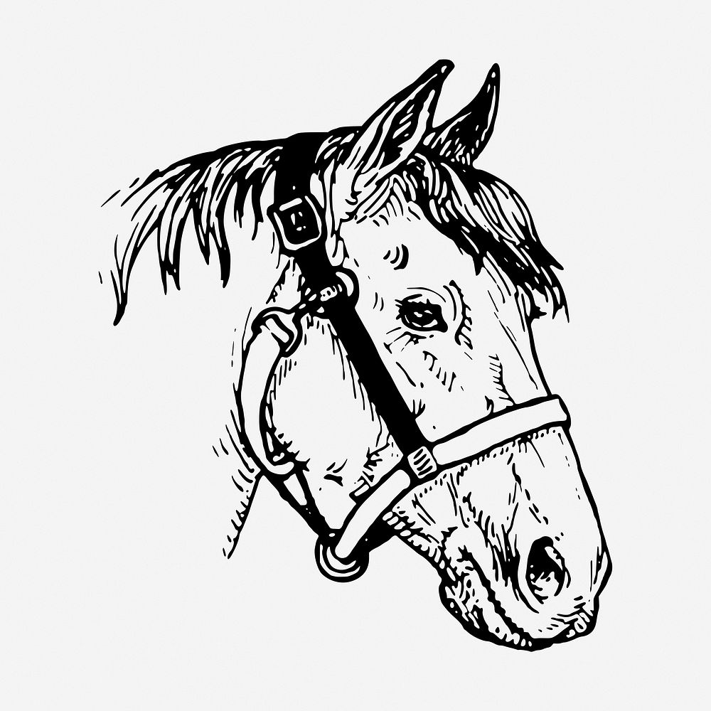 Horse head drawing, vintage wildlife illustration. Free public domain CC0 image.