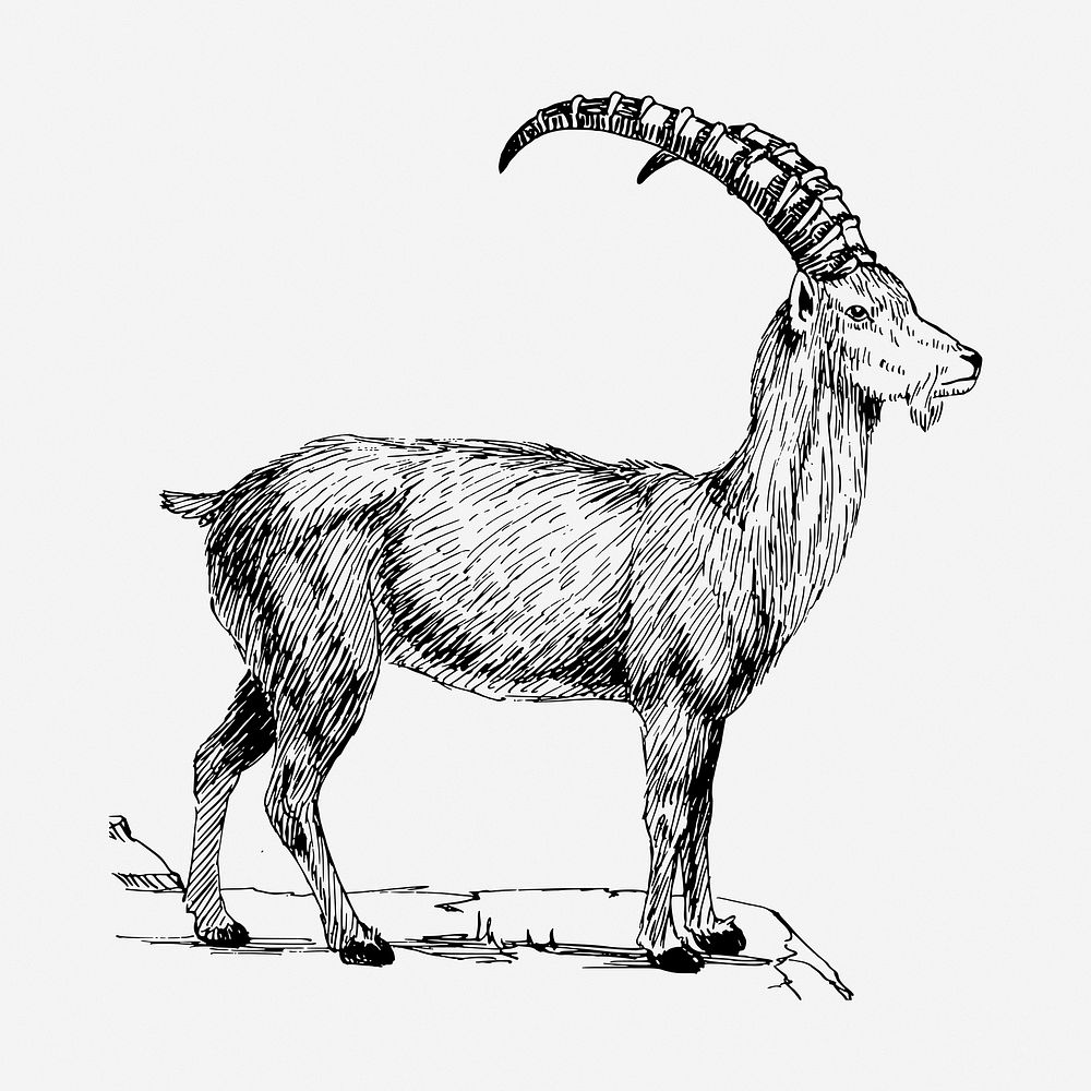 Ibex drawing, vintage wildlife illustration. Free public domain CC0 image.