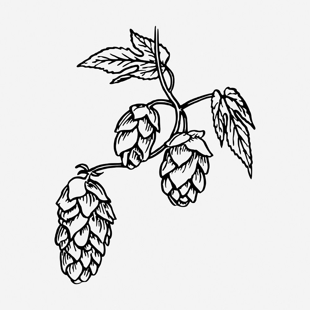 Hops drawing, vintage brewing illustration. Free public domain CC0 image.