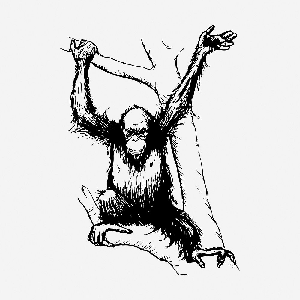 Orangutan monkey drawing, vintage wildlife illustration. Free public domain CC0 image.
