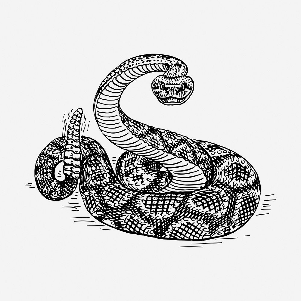 Rattlesnake drawing, vintage wildlife illustration. Free public domain CC0 image.