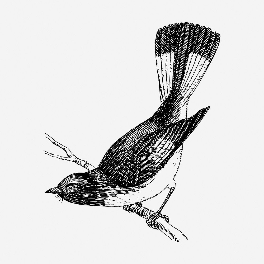 Redstart bird drawing, vintage animal illustration. Free public domain CC0 image.