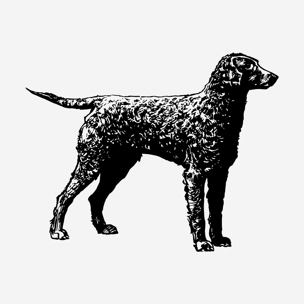 Golden retriever dog drawing, vintage pet animal illustration. Free public domain CC0 image.