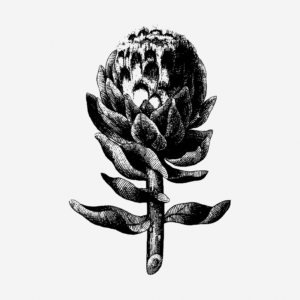Artichoke drawing, vintage botanical illustration. Free public domain CC0 image.