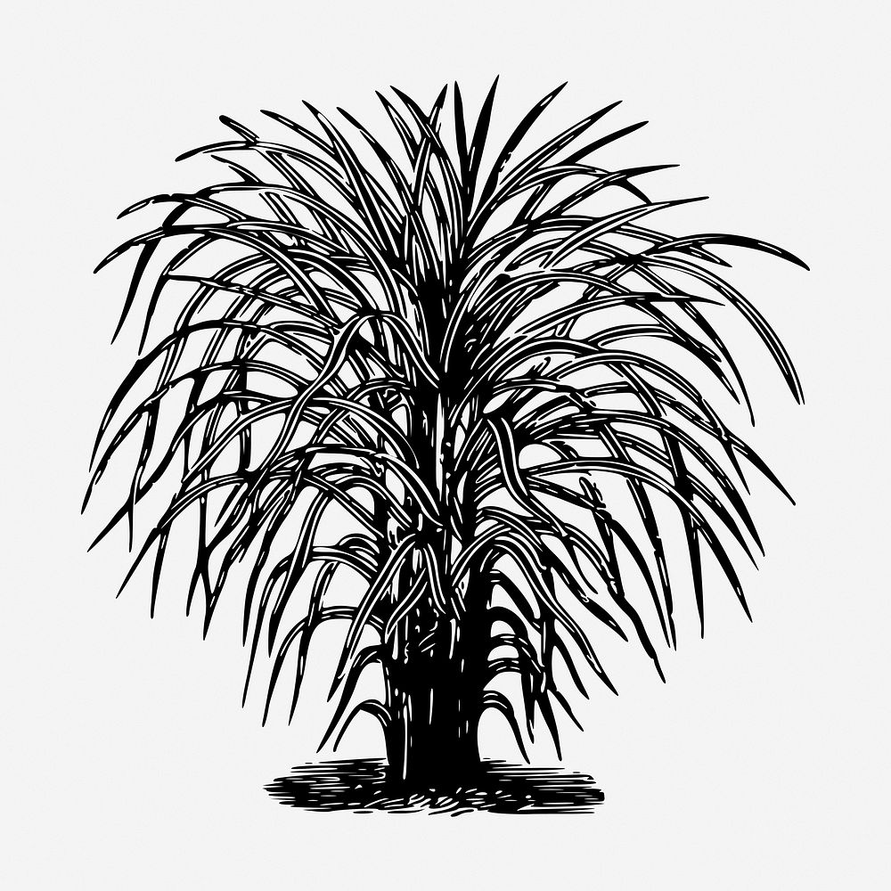 Eulalia tree drawing, vintage botanical illustration. Free public domain CC0 image.