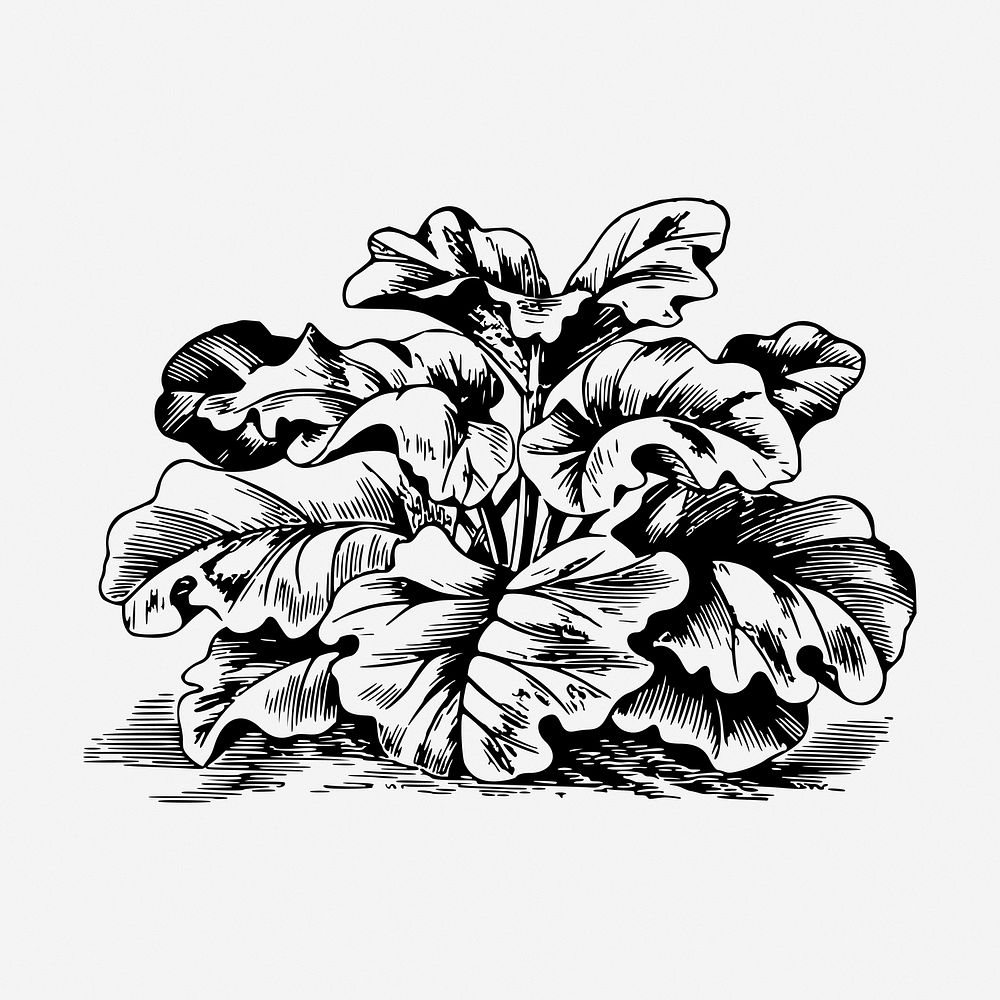 Rhubarb drawing, vintage vegetable illustration. Free public domain CC0 image.