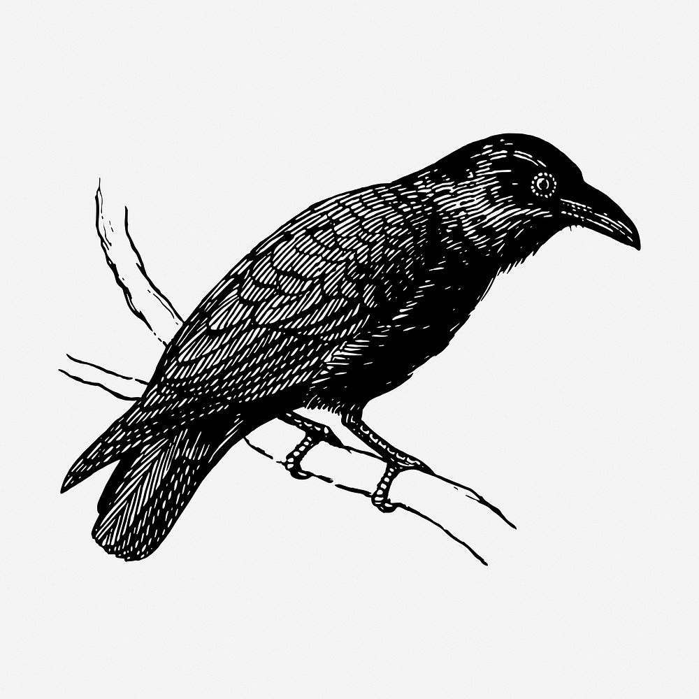 Raven drawing, vintage bird illustration. Free public domain CC0 image.