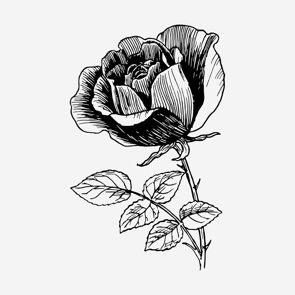 Rose flower drawing, vintage botanical illustration. Free public domain CC0 image.