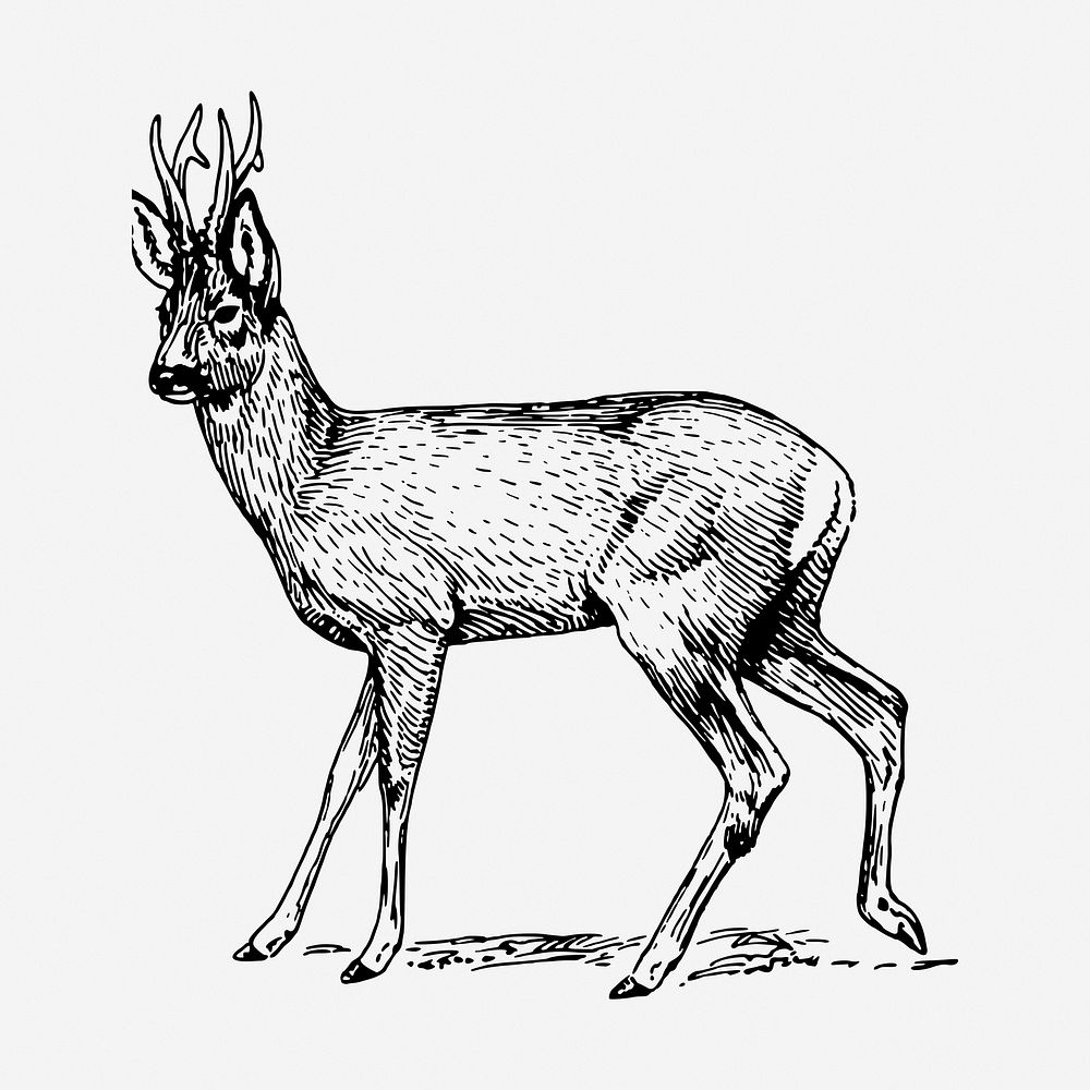 Roe deer drawing, vintage wildlife illustration. Free public domain CC0 image.