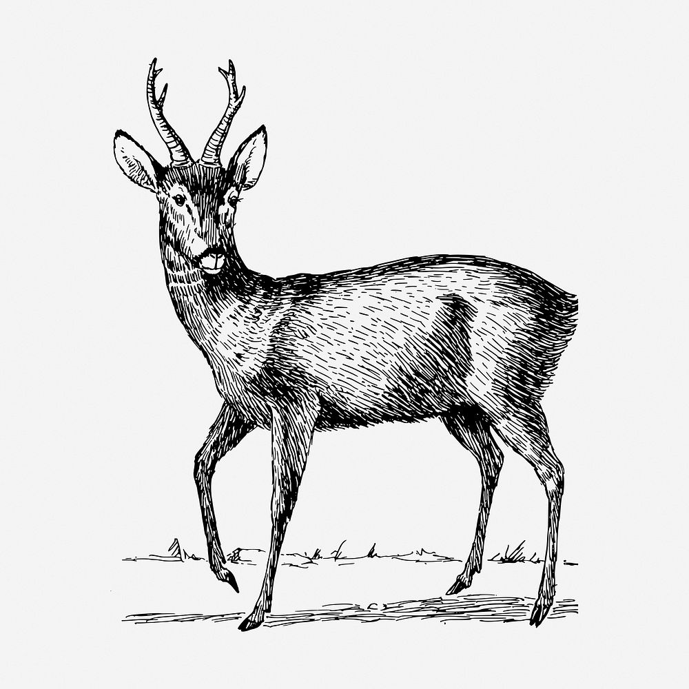Roebuck drawing, vintage wildlife illustration. Free public domain CC0 image.