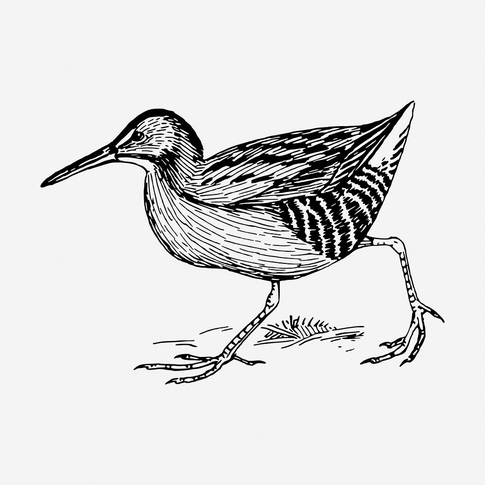 Rail bird drawing, vintage animal illustration. Free public domain CC0 image.