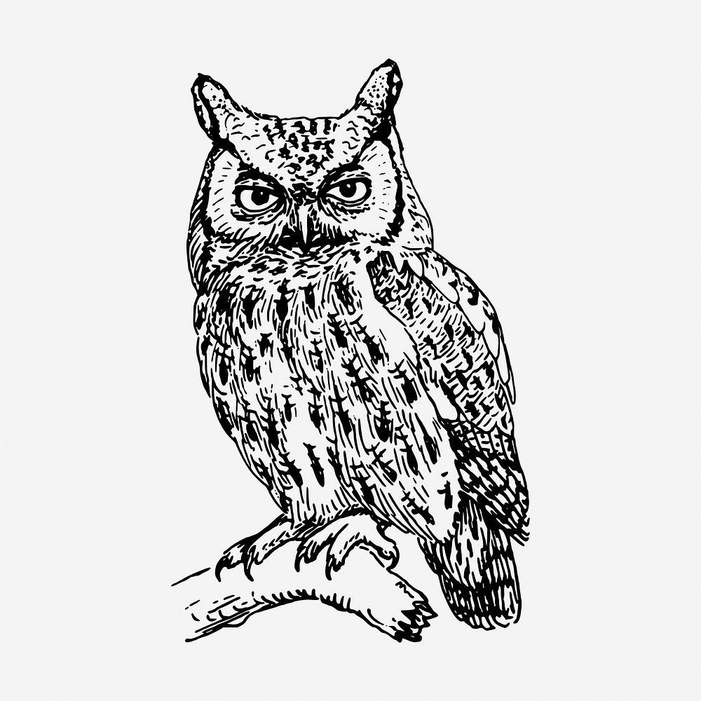 Screech owl drawing, vintage bird illustration. Free public domain CC0 image.