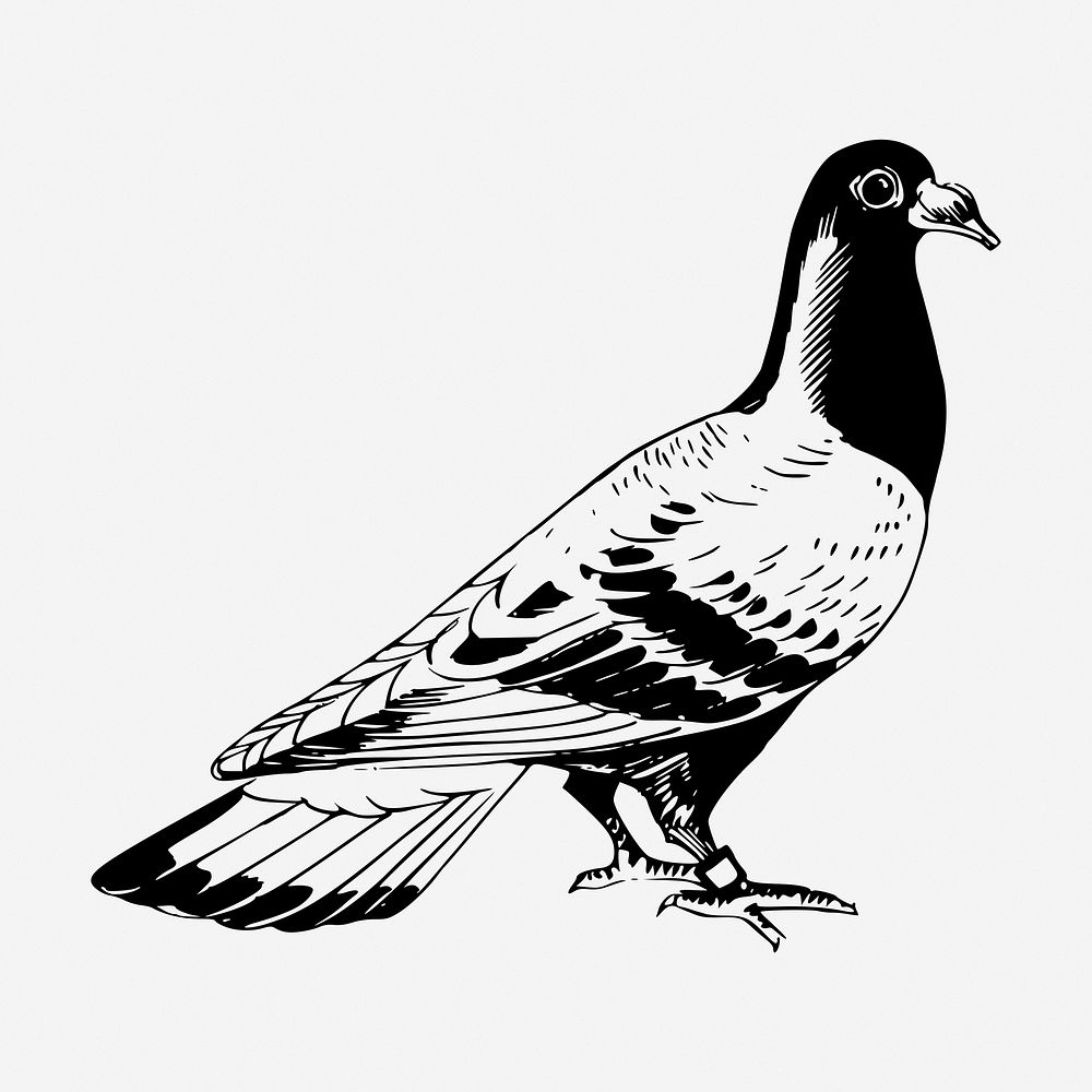 Pigeon drawing, vintage bird illustration. Free public domain CC0 image.