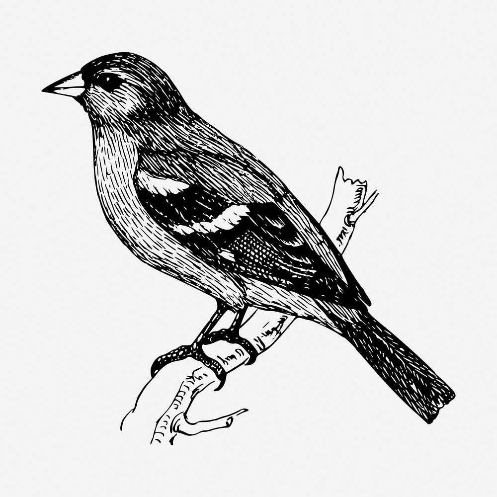 Chaffinch bird drawing, vintage animal illustration. Free public domain CC0 image.