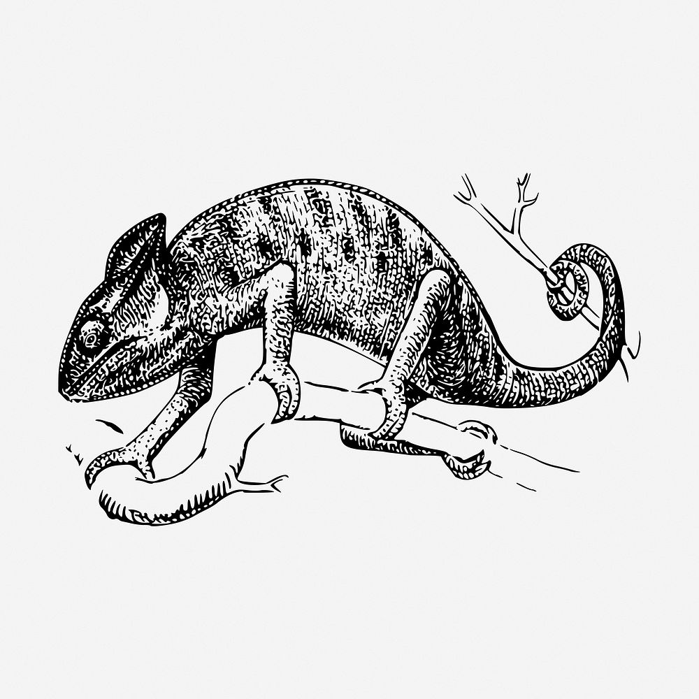 Chameleon drawing, vintage wildlife illustration. Free public domain CC0 image.