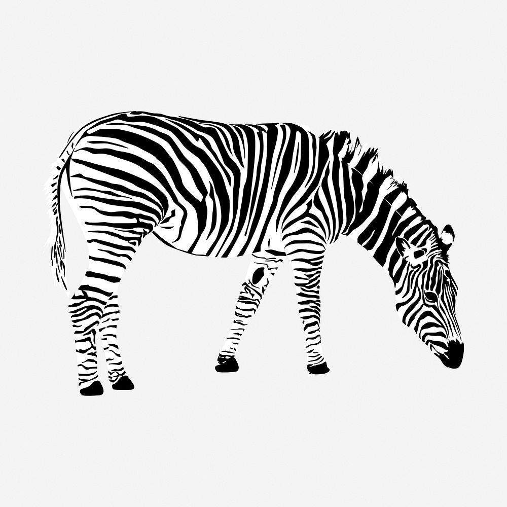 Zebra drawing, vintage wildlife illustration. Free public domain CC0 image.