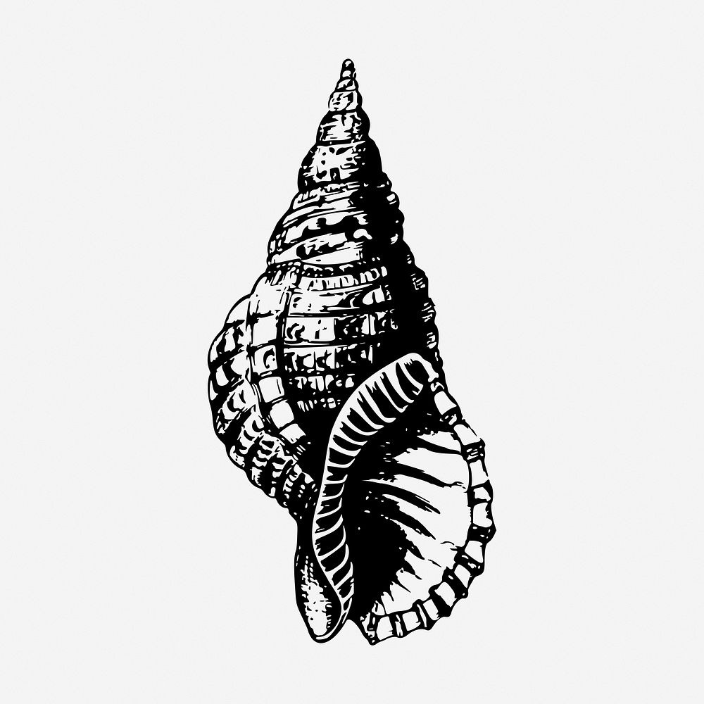 Sea shell drawing, vintage sea life illustration. Free public domain CC0 image.