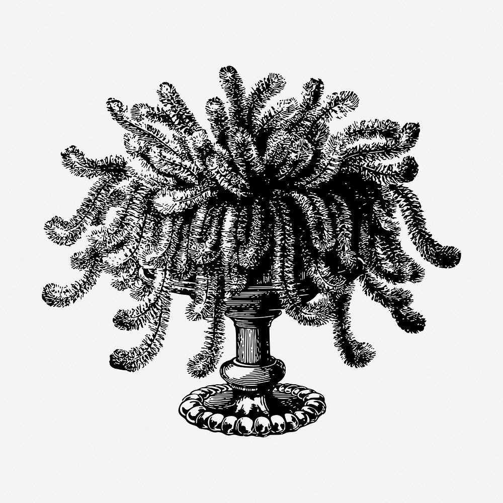 Willow plant drawing, vintage botanical illustration. Free public domain CC0 image.