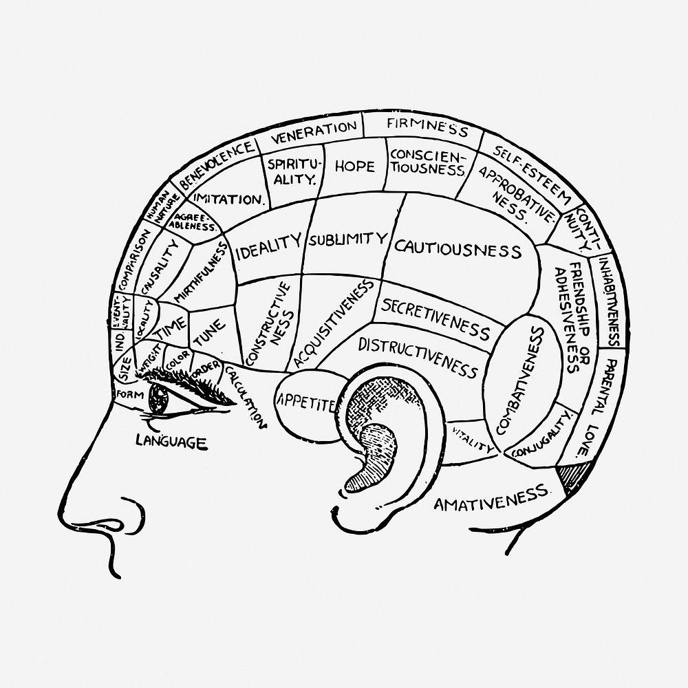 Phrenology chart drawing, vintage neurology illustration. Free public domain CC0 image.