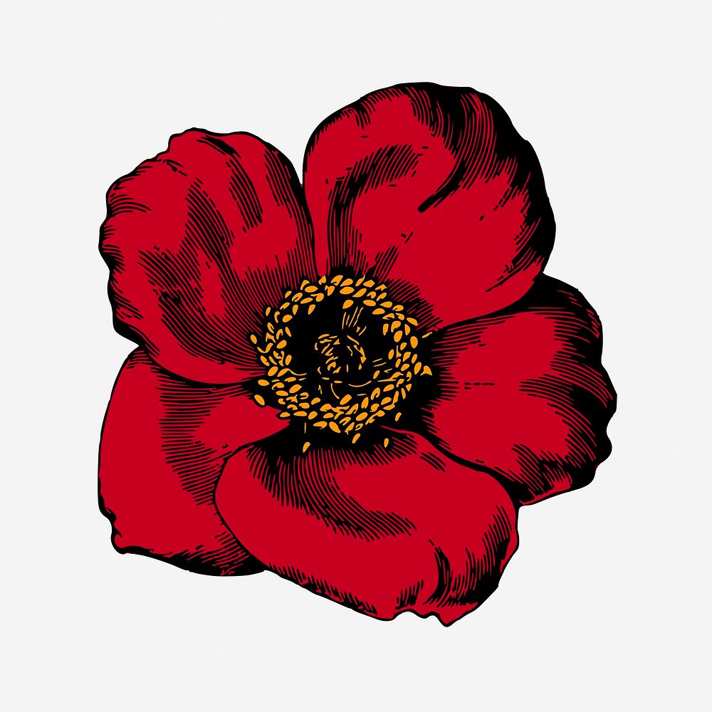 Red poppy flower clipart, vintage botanical illustration. Free public domain CC0 image.