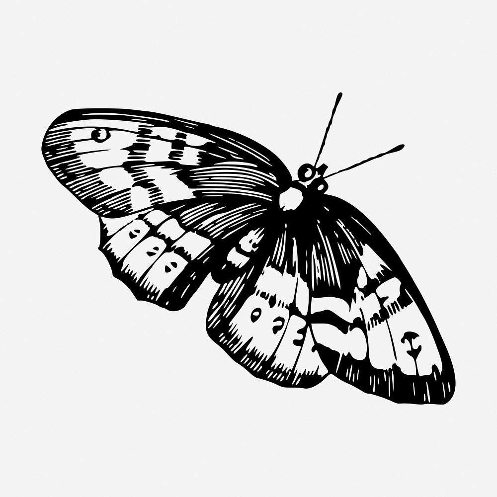 Butterfly drawing, vintage insect illustration. Free public domain CC0 image.