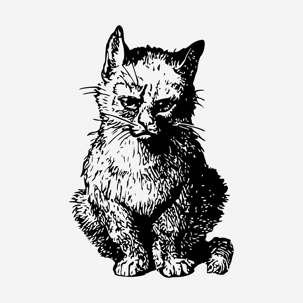 Sitting kitten drawing, vintage pet animal illustration. Free public domain CC0 image.