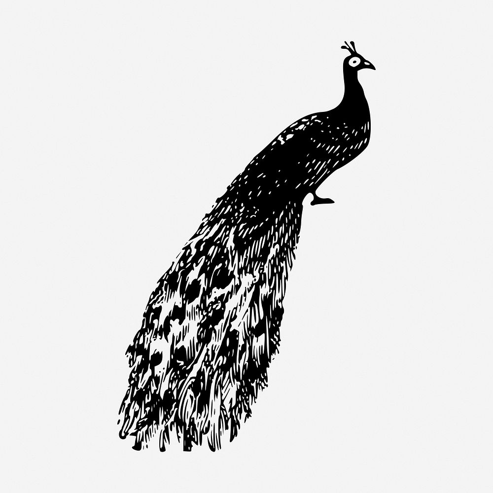Peacock drawing, vintage wildlife illustration. Free public domain CC0 image.