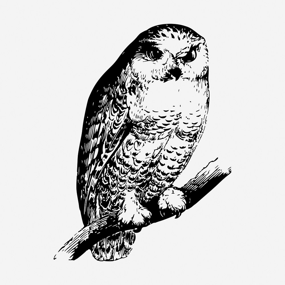 Owl drawing, vintage bird illustration. Free public domain CC0 image.