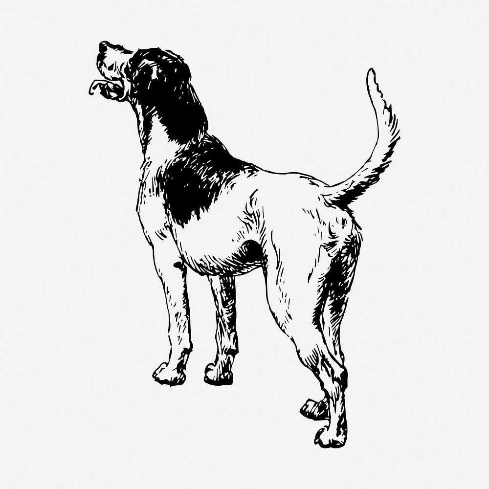 Playful dog drawing, vintage pet animal illustration. Free public domain CC0 image.
