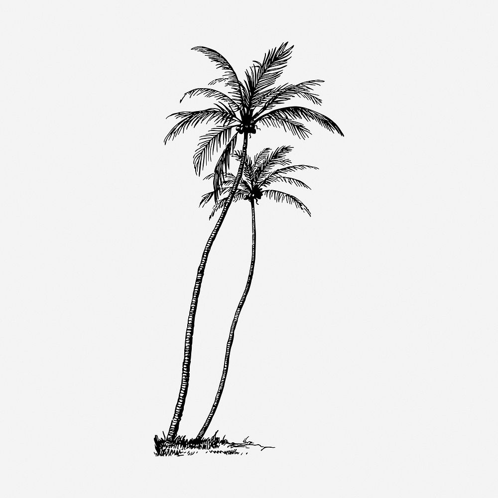 Coconut tree drawing, vintage botanical illustration. Free public domain CC0 image.