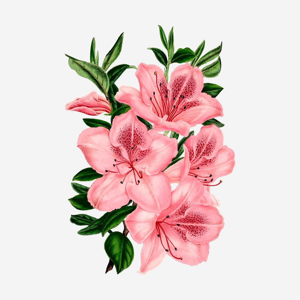 Pink azalea flowers clipart, vintage botanical illustration. Free public domain CC0 image.