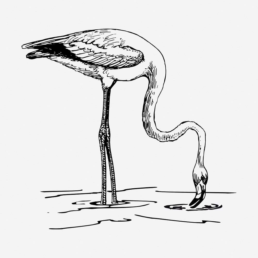 Flamingo bird drawing, vintage animal illustration. Free public domain CC0 image.